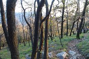 73 Carpini neri e castagni nella radura